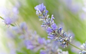 wallpaper-lavender-bushes-someone-3302.jpg