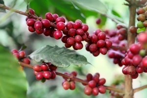 Ripening coffee beans